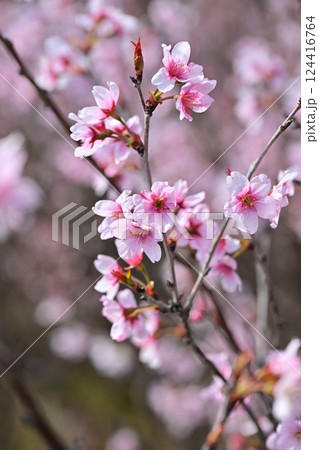 アーモンドの花(Almond flower) 124416764