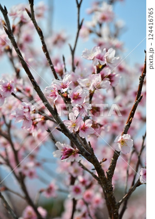 アーモンドの花(Almond flower) アーモンドの花(Almond flower) 124416765