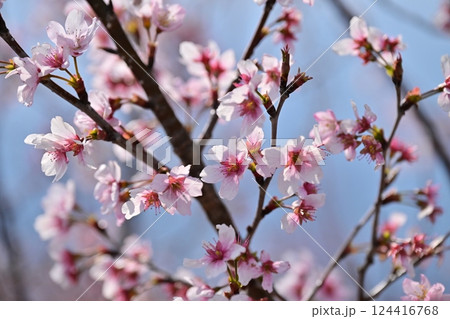 アーモンドの花(Almond flower) アーモンドの花(Almond flower) 124416768