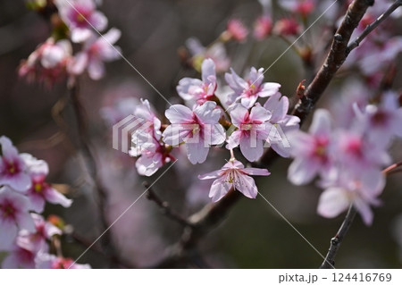 アーモンドの花(Almond flower) 124416769