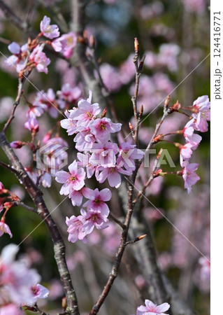 アーモンドの花(Almond flower) 124416771