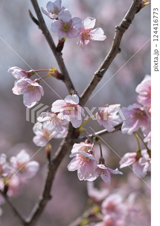 アーモンドの花(Almond flower) 124416773
