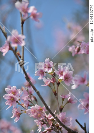 アーモンドの花(Almond flower) アーモンドの花(Almond flower) 124416774