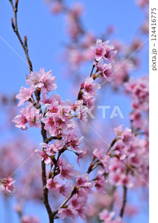アーモンドの花(Almond flower) 124416775