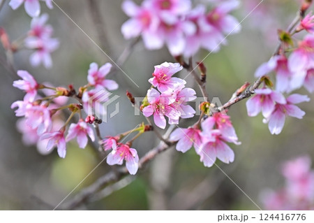 アーモンドの花(Almond flower) アーモンドの花(Almond flower) 124416776