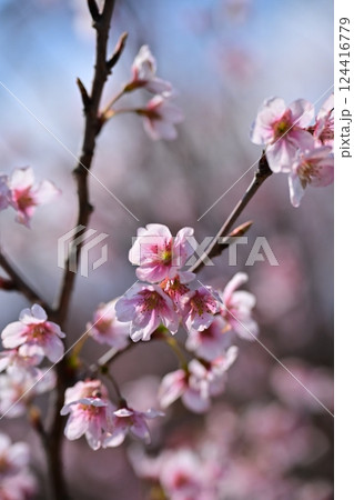 アーモンドの花(Almond flower) アーモンドの花(Almond flower) 124416779