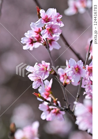 アーモンドの花(Almond flower) アーモンドの花(Almond flower) 124416783