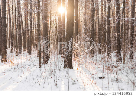 Snowy winter forest with sunlight filtering through trees. Winter season, cold, peacefulness, and connection with natural beauty. Copy space 124416952