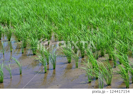 稲作イメージ（田植え　早植え） 124417154