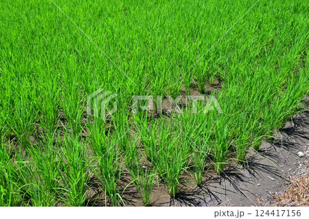 稲作イメージ(田植え 早植え) 稲作イメージ(田植え 早植え) 124417156