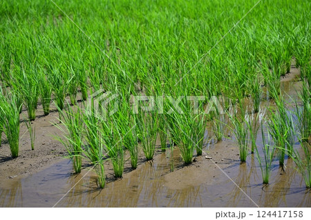 稲作イメージ（田植え　早植え） 124417158