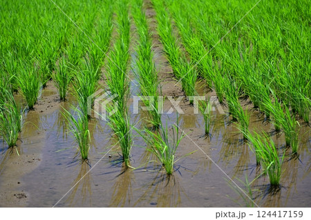 稲作イメージ（田植え　早植え） 124417159