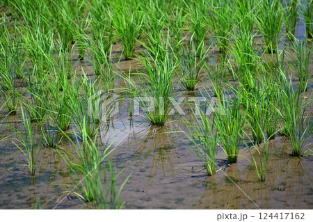 稲作イメージ(田植え 早植え) 稲作イメージ(田植え 早植え) 124417162