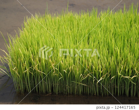 稲作イメージ（田植え　早植え） 124417165
