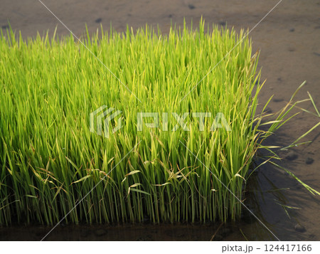 稲作イメージ（田植え　早植え） 124417166