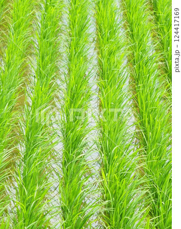 稲作イメージ（田植え　早植え） 124417169