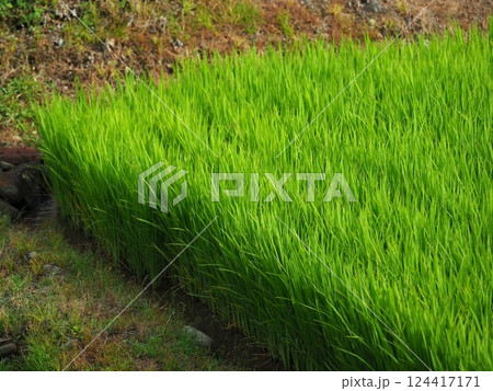 稲作イメージ（田植え　早植え） 124417171