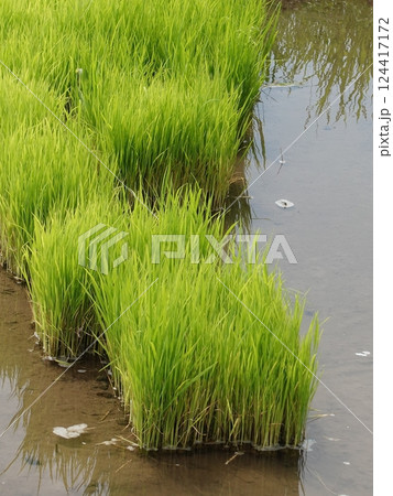 稲作イメージ(田植え 早植え) 稲作イメージ(田植え 早植え) 124417172