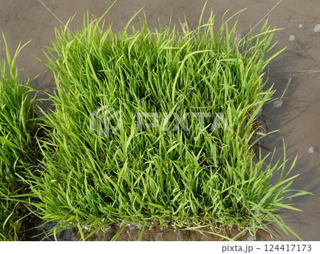 稲作イメージ（田植え　早植え） 124417173