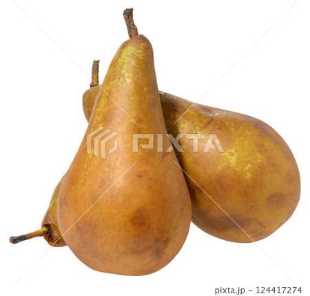 Three ripe Bosc pears, characterized by their elongated necks and brown skin with hints of green,  isolated background. 124417274