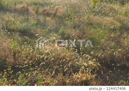 空き地 荒地 雑草 土地 vacant lot 空き地 荒地 雑草 土地 vacant lot 124417406