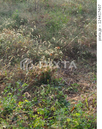 空き地 荒地 雑草 土地 vacant lot 空き地 荒地 雑草 土地 vacant lot 124417407