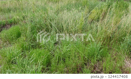 空き地　荒地　雑草　土地　vacant lot 124417408
