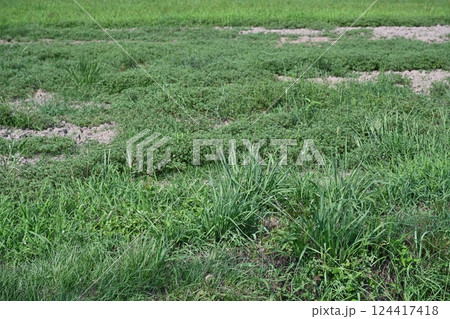 空き地　荒地　雑草　土地　vacant lot 124417418