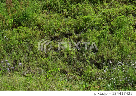 空き地　荒地　雑草　土地　vacant lot 124417423