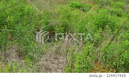 空き地 荒地 雑草 土地 vacant lot 空き地 荒地 雑草 土地 vacant lot 124417428