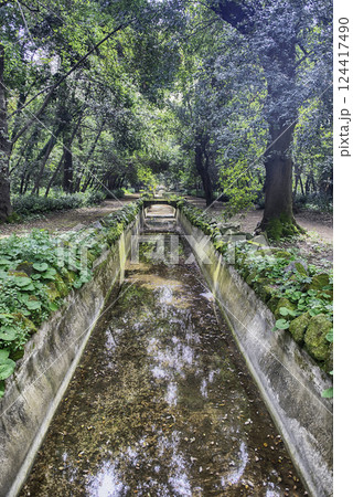 Serene forest stream surrounded by lush greenery 124417490