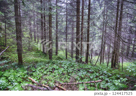 Green forest floor near Lake Tovel, Trentino Alto Adige, Italy 124417525