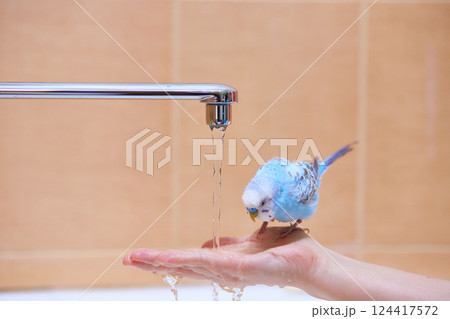 A parrot on a man's arm next to a water tap 124417572