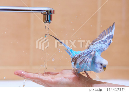 Budgie swims under a stream of water 124417574