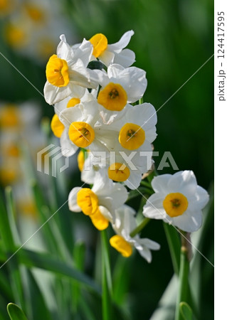 スイセン(自然質感撮影) スイセン(自然質感撮影) 124417595