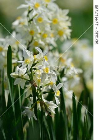 スイセン(自然質感撮影) スイセン(自然質感撮影) 124417599