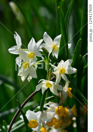 スイセン(自然質感撮影) スイセン(自然質感撮影) 124417609
