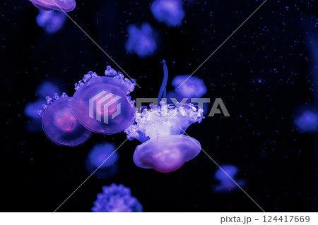 underwater photography jellyfish Cotylorhiza tuberculata, Mediterranean jellyfish underwater photography jellyfish Cotylorhiza tuberculata, Mediterranean jellyfish 124417669