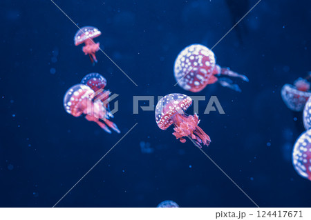underwater photography jellyfish mastigias papua, spotted jelly, lagoon jelly, golden medusa 124417671
