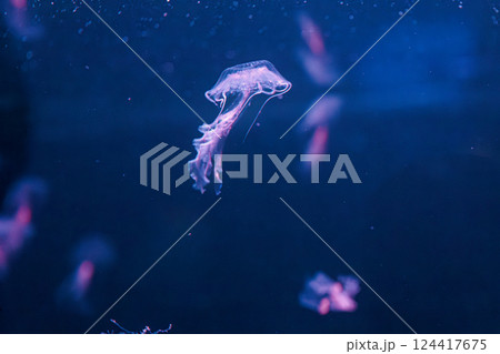underwater photography jellyfish Chrysaora lactea, Milk Sea Nettle underwater photography jellyfish Chrysaora lactea, Milk Sea Nettle 124417675