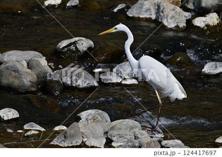 シラサギ(Egret) 124417697