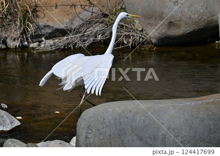 シラサギ(Egret) 124417699