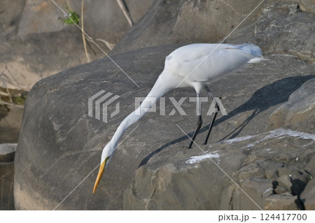 シラサギ(Egret) シラサギ(Egret) 124417700