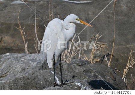 シラサギ(Egret) シラサギ(Egret) 124417703