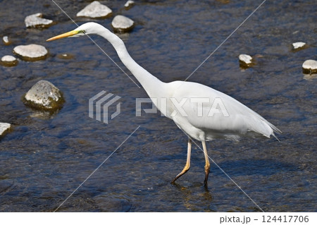 シラサギ(Egret) シラサギ(Egret) 124417706