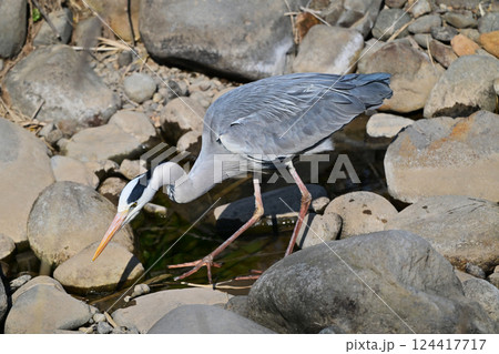 アオサギ(Ardea cinerea) 124417717