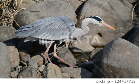 アオサギ(Ardea cinerea) アオサギ(Ardea cinerea) 124417718