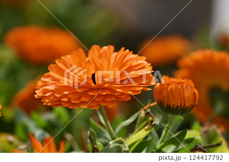 キンセンカ (カレンデュラ:Calendula officinalis) キンセンカ (カレンデュラ:Calendula officinalis) 124417792