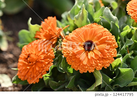 キンセンカ (カレンデュラ：Calendula officinalis) 124417795