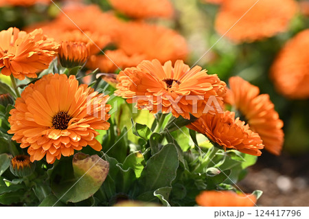 キンセンカ (カレンデュラ:Calendula officinalis) キンセンカ (カレンデュラ:Calendula officinalis) 124417796